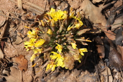Launaea nana