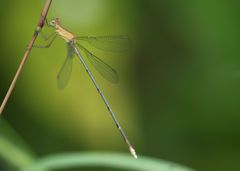Lestes viridulus
