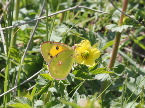 Dark Clouded Yellow