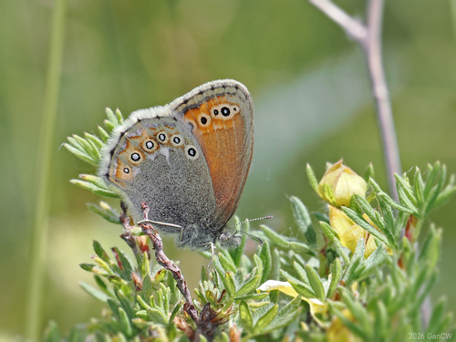 Coenonympha amaryllis
