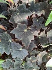 Begonia bowerae