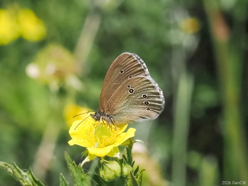 Ringlet
