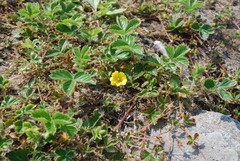 Potentilla stolonifera