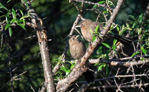 Pere David's Laughingthrush