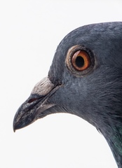 Columba livia domestica