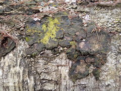 Phellinus laevigatus