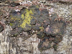 Phellinus laevigatus