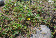 Potentilla stolonifera