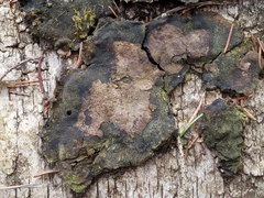 Phellinus laevigatus