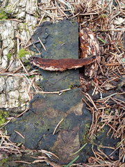 Phellinus laevigatus