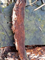 Phellinus laevigatus