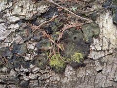Phellinus laevigatus