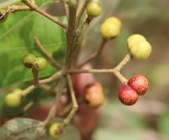 Grewia tiliifolia