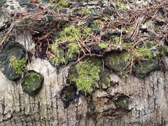 Phellinus laevigatus
