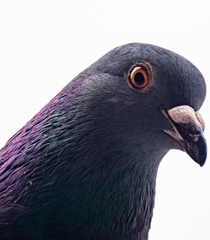 Columba livia domestica