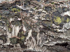 Phellinus laevigatus