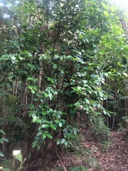 Pennantia cunninghamii