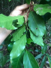 Pennantia cunninghamii