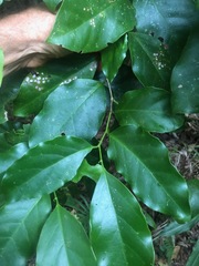 Pennantia cunninghamii