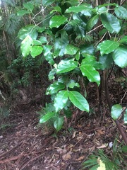 Pennantia cunninghamii