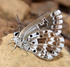 Lepidochrysops variabilis