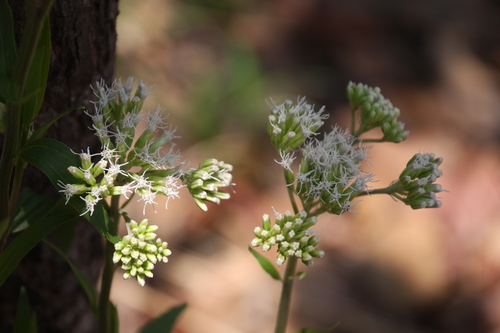 Stomatanthes africanus