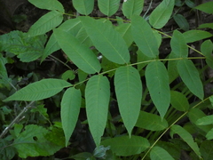 Juglans australis