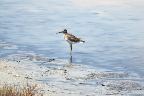 Wood Sandpiper