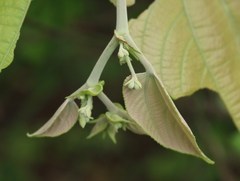 Grewia tiliifolia