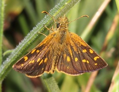 Metisella