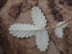 Potentilla discolor