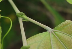 Grewia tiliifolia