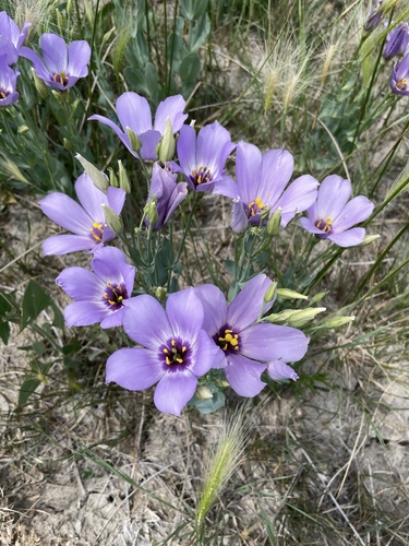 showy prairie gentian
