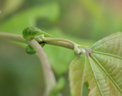 Grewia tiliifolia