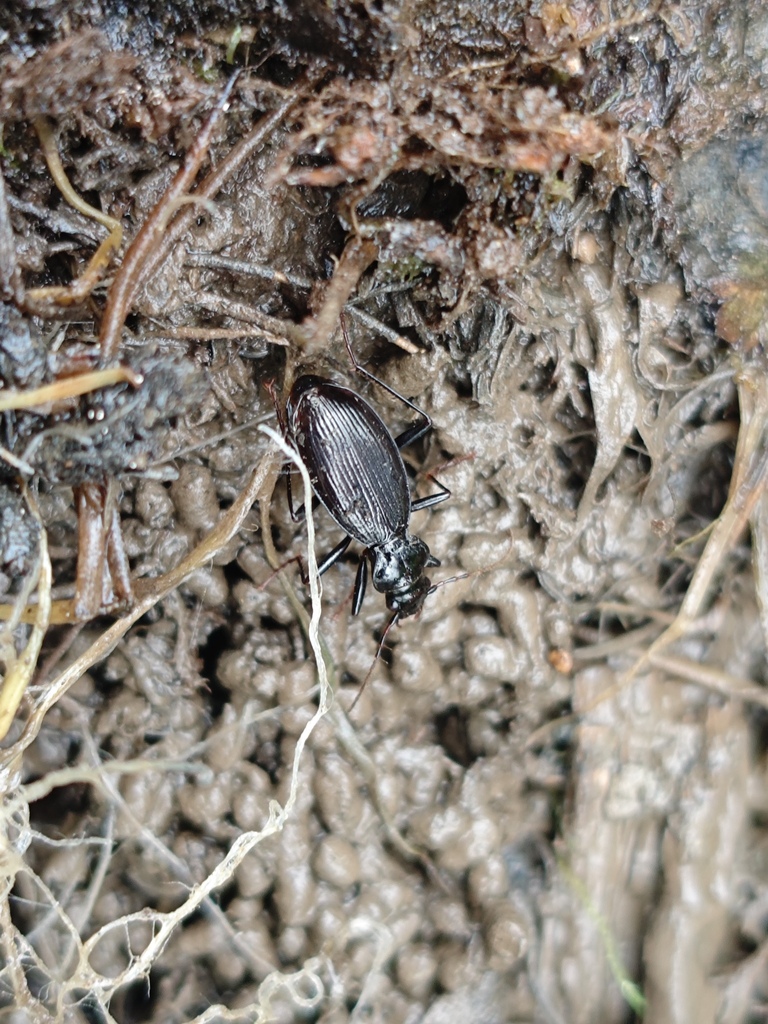 Nebria memorabilis