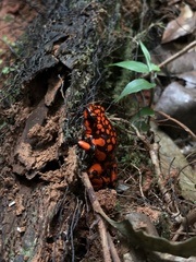 Oophaga