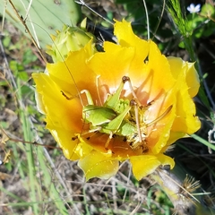 Pediodectes haldemanii