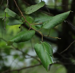 Grewia tiliifolia