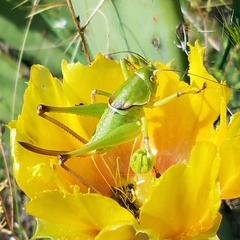 Pediodectes haldemanii