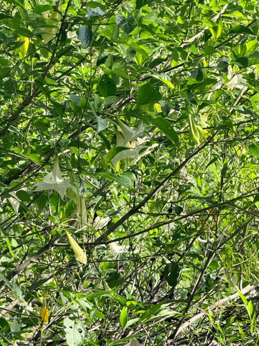 Hintonia latiflora, 2026-07-19