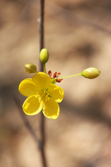 Ochna leptoclada