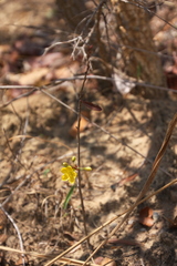 Ochna leptoclada
