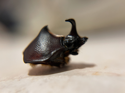 Xylotrupes pauliani