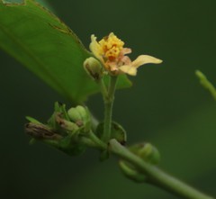 Grewia tiliifolia