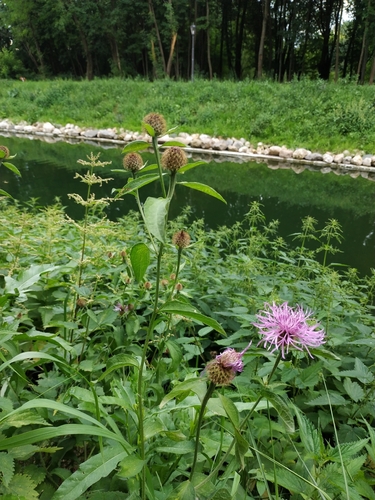 Наблюдение на iNaturalist