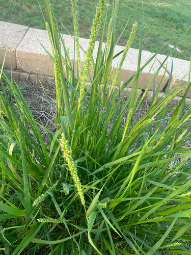 plains bristlegrass