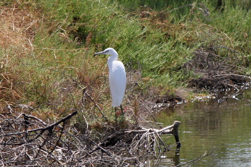 Little Egret
