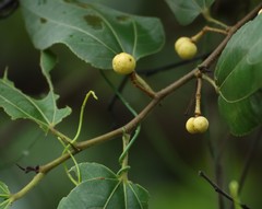 Grewia tiliifolia