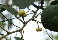 Grewia tiliifolia