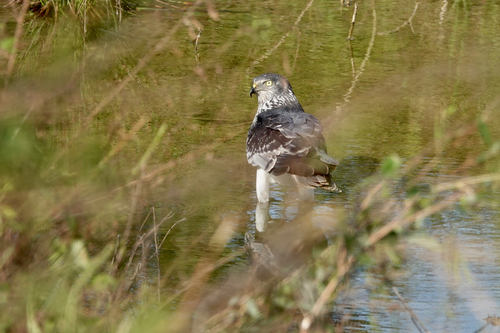 Malagasy Harrier